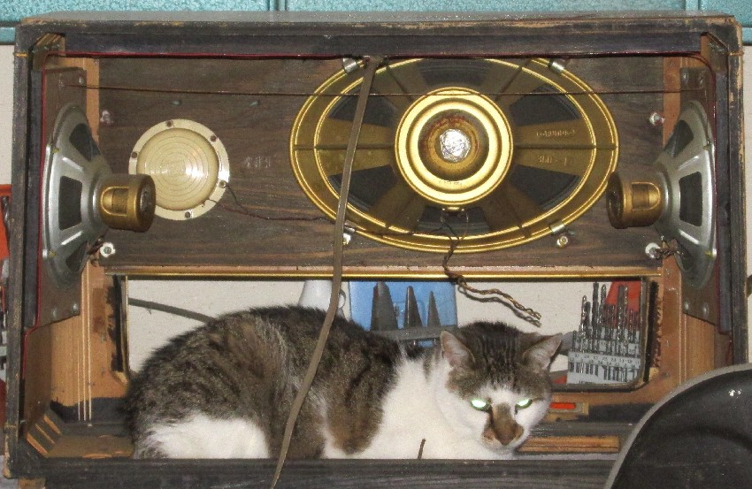 Katze